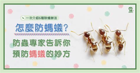 家裡有螞蟻原因|怎麼防螞蟻？螞蟻大軍怕什麼？居家螞蟻防治專家告訴。